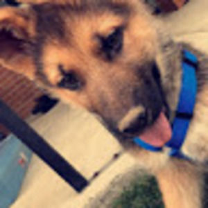 Meet your Posher, Shannon